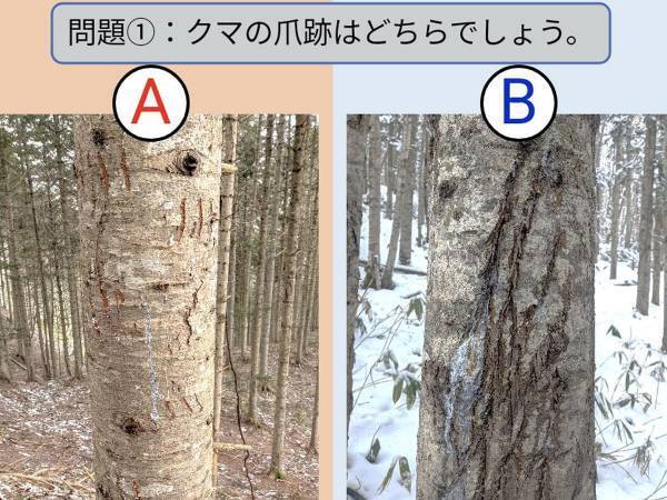 『A』と『B』のどっちがクマの爪痕？　正解に「危ねぇ！」「見間違えるな」