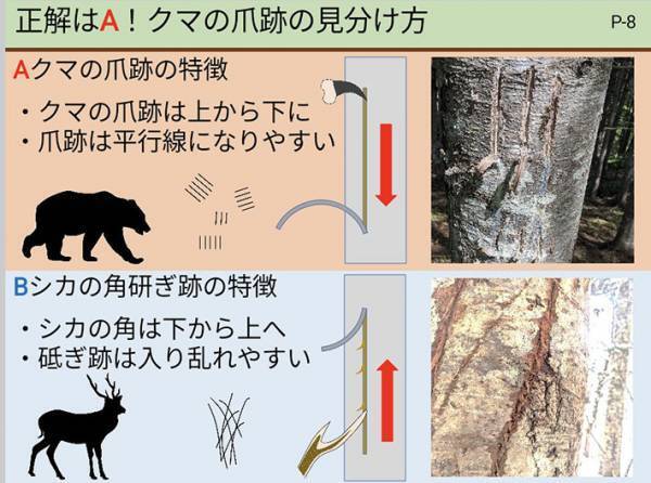 『A』と『B』のどっちがクマの爪痕？　正解に「危ねぇ！」「見間違えるな」