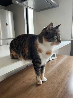 猫の座り方に、飼い主「どういう気持ち…」　その姿に「謎は深まるばかり」