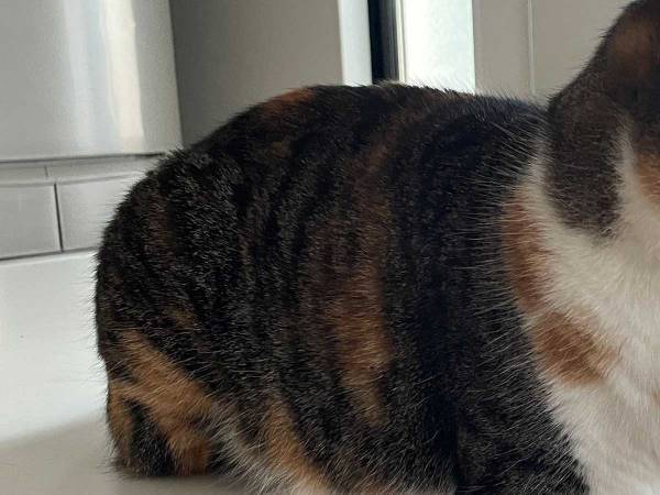 猫の座り方に、飼い主「どういう気持ち…」　その姿に「謎は深まるばかり」