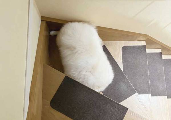 階段で１日に７回も見かける『謎の毛玉』　その正体に「拾いたい」「お寿司のシャリみたい」