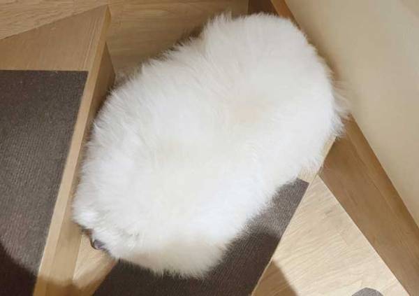 階段で１日に７回も見かける『謎の毛玉』　その正体に「拾いたい」「お寿司のシャリみたい」