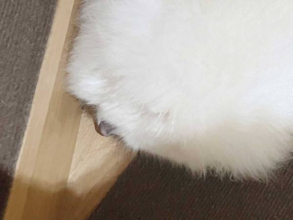 階段で１日に７回も見かける『謎の毛玉』　その正体に「拾いたい」「お寿司のシャリみたい」