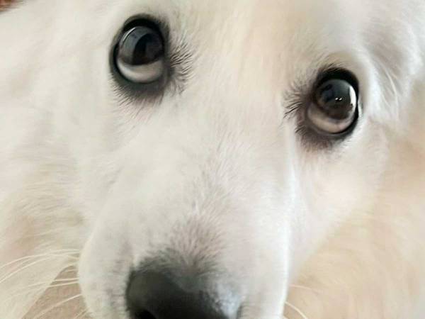 『ある物』を拾ってきた犬　飼い主に見せた表情に「ワロタ」「こういうのだけ見ていたい」