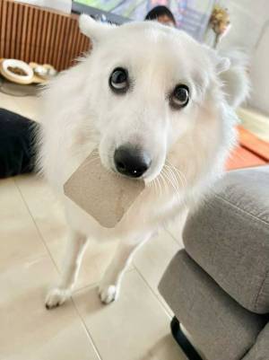 『ある物』を拾ってきた犬　飼い主に見せた表情に「ワロタ」「こういうのだけ見ていたい」