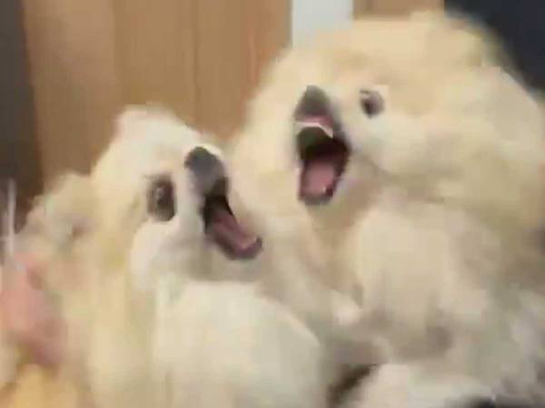 夫「やめてください～」　『恋の修羅場』に発展した２匹のポメに「笑った」