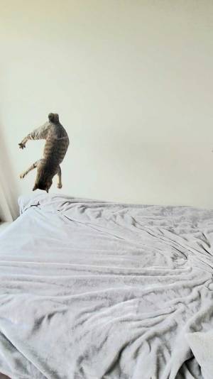 猫の写真に１８万いいねのワケ　奇跡の１枚に「そうはならんやろ」「腹がよじれた」