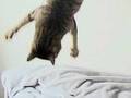 猫の写真に１８万いいねのワケ　奇跡の１枚に「そうはならんやろ」「腹がよじれた」