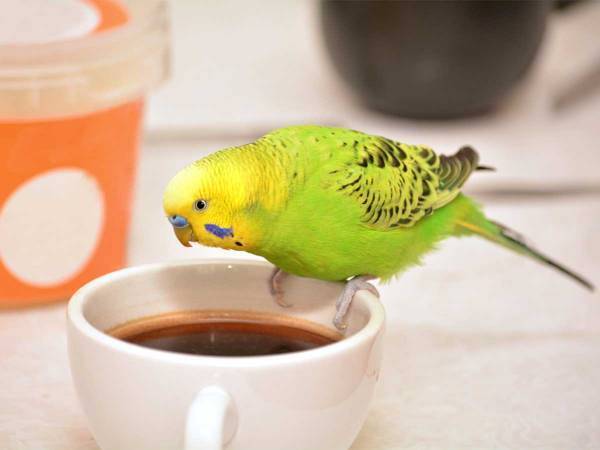 動きが激しい！　コーヒーカップに近付いたインコが？　「爆笑した！」