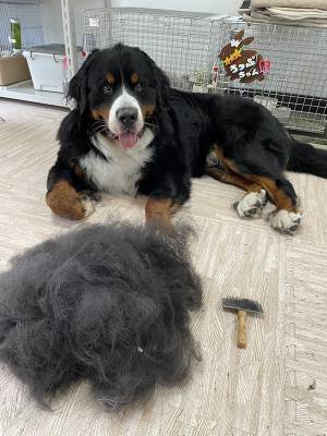 「めっちゃスッキリした顔してる」　犬の横を見ると…「目を疑った」「マジかよ」