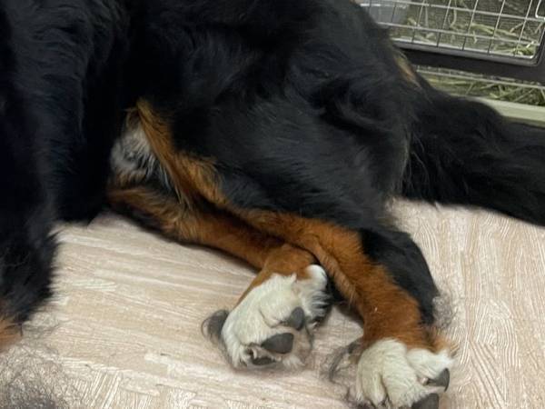 「めっちゃスッキリした顔してる」　犬の横を見ると…「目を疑った」「マジかよ」