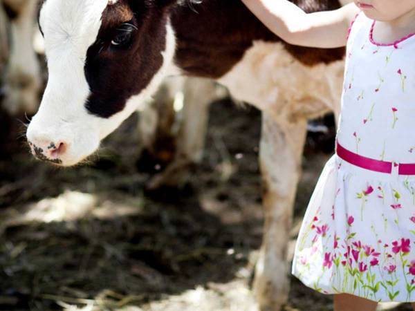 女の子と子ウシのインタビュー動画に大反響！「超かわいい」「大笑いした」