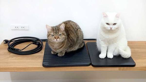 ペットヒーターの電源を抜いたら？　猫の表情に「爆笑した」「威圧感がすごい」