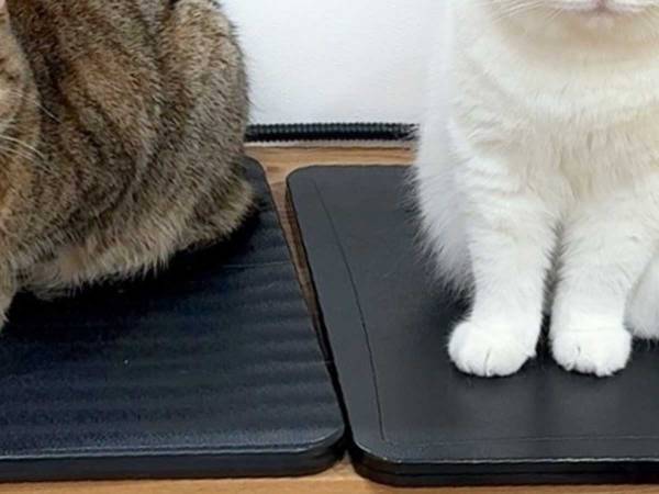 ペットヒーターの電源を抜いたら？　猫の表情に「爆笑した」「威圧感がすごい」