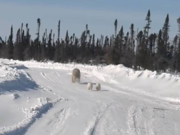 雪道を車で走っていたら、ある『親子』に遭遇して…？　「すごい」「美しいね」