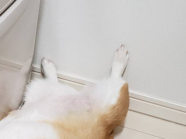 女性「しばらく冷蔵庫から野菜が取れない」　困った理由に「かわいいから許せちゃう」