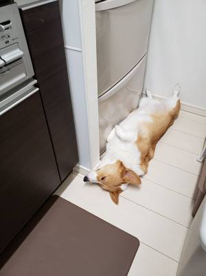 女性「しばらく冷蔵庫から野菜が取れない」　困った理由に「かわいいから許せちゃう」