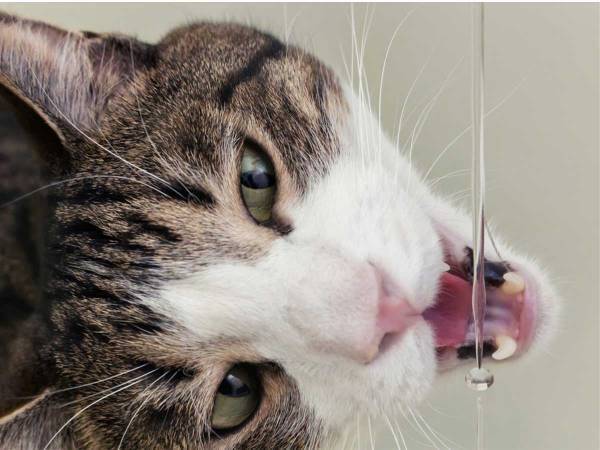 「お上手だこと」「笑った」　猫の『水の飲み方』に驚きの声が上がる！