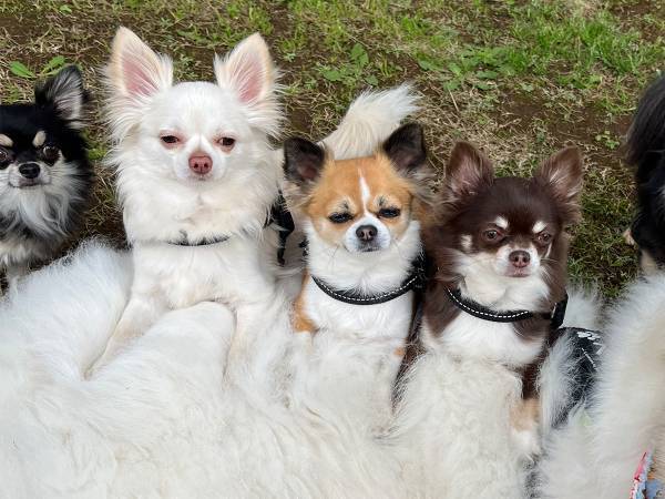 ハイチーズ！　満喫する１匹と対照的な５匹の表情が？「渋い」「人間味を感じる」