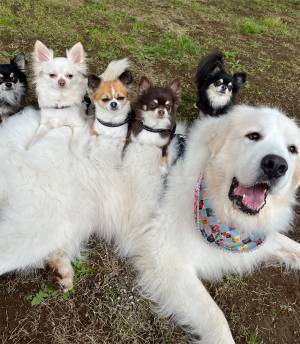 ハイチーズ！　満喫する１匹と対照的な５匹の表情が？「渋い」「人間味を感じる」