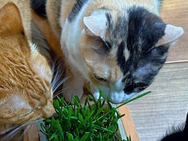 飼い主「ビビった」　猫草を食べてほしいのに…「何を食っているんだ」