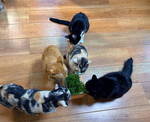 飼い主「ビビった」　猫草を食べてほしいのに…「何を食っているんだ」