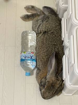 ウサギのサイズを伝えるため、ペットボトルを並べたら…　まるで目の錯覚のような写真がこちら