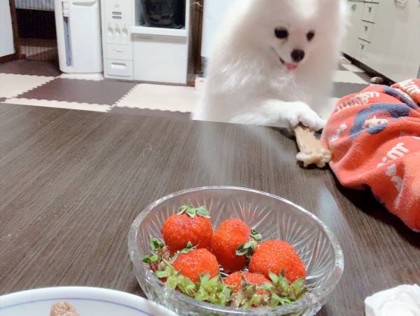 「これとイチゴを交換して」　ポメラニアンが飼い主に持ってきたものは？