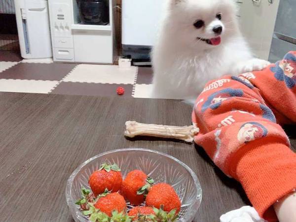 「これとイチゴを交換して」　ポメラニアンが飼い主に持ってきたものは？