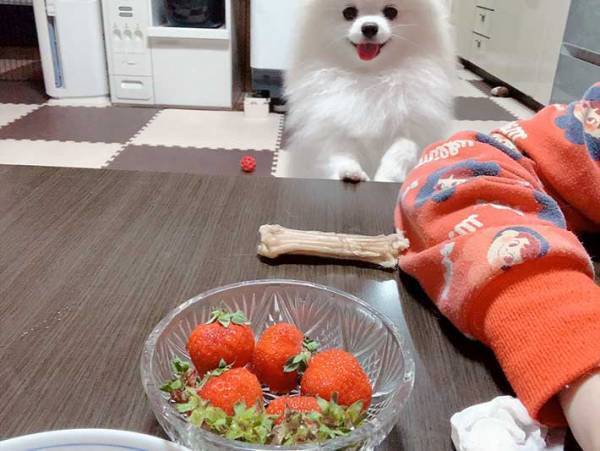 「これとイチゴを交換して」　ポメラニアンが飼い主に持ってきたものは？