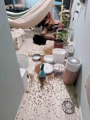 猫「ボーナスタイムにゃ！」　理由に「笑うしかない」「大惨事」