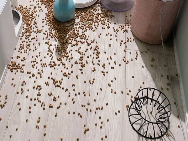 猫「ボーナスタイムにゃ！」　理由に「笑うしかない」「大惨事」