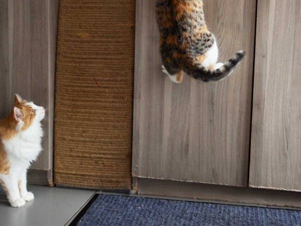 「いいアイディア！」　レーザーポインターで遊ぶ子猫　光をある所に当てると？