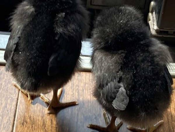 ２羽のヒヨコが窓辺で…　多くの人が悶絶した１枚とは？　「かわいさの完成系やん」