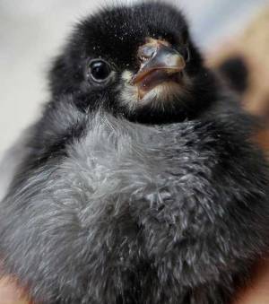 ２羽のヒヨコが窓辺で…　多くの人が悶絶した１枚とは？　「かわいさの完成系やん」