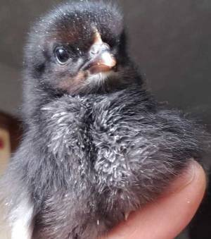 ２羽のヒヨコが窓辺で…　多くの人が悶絶した１枚とは？　「かわいさの完成系やん」