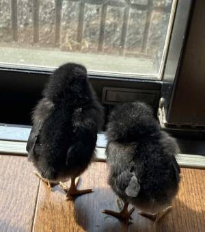 ２羽のヒヨコが窓辺で…　多くの人が悶絶した１枚とは？　「かわいさの完成系やん」