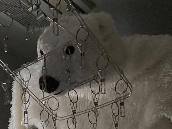 風呂場に『クマ』が出没！　慌てた男性が駆けつけると…家族から怒られた１枚に反響