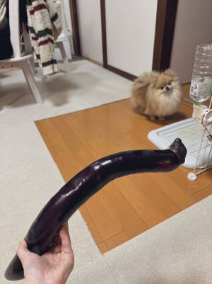 首をかしげるポメ　写真に「距離感がとてもよい」「たまらない可愛さ」