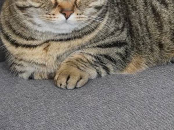 巨大猫か！　ソファでくつろぐ愛猫の写真に「ジャストフィット」「正解」