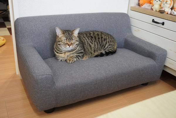 巨大猫か！　ソファでくつろぐ愛猫の写真に「ジャストフィット」「正解」