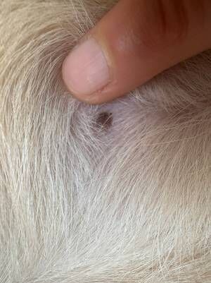 犬の乳首の写真