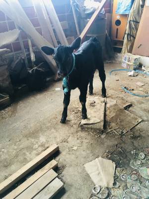 「ランボルギーニがいて駐車できない」　写真に「かわいい」「確かに本物」