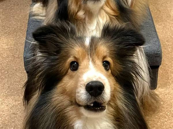 こちらを見つめる愛犬　後ろに広がる光景に「圧巻」「かわいいが渋滞」