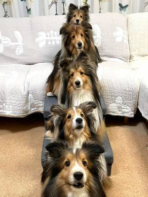 こちらを見つめる愛犬　後ろに広がる光景に「圧巻」「かわいいが渋滞」