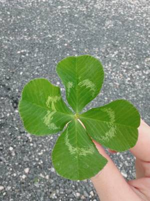 道で出会った女の子「幸せになれるよ」　手渡されたあるものに「天使か」「おすそ分けありがとう」