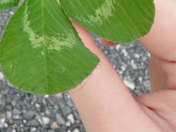 道で出会った女の子「幸せになれるよ」　手渡されたあるものに「天使か」「おすそ分けありがとう」