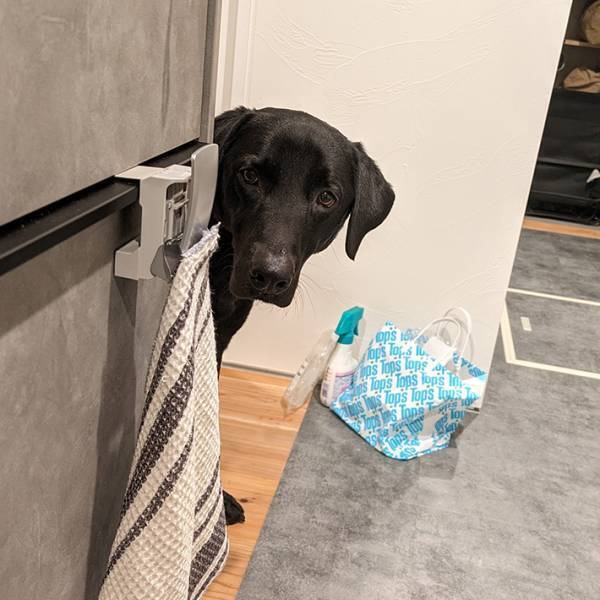 飼い主「キッチンへ入ってはダメ」　愛犬が取った行動に「葛藤を感じる」「お利口」