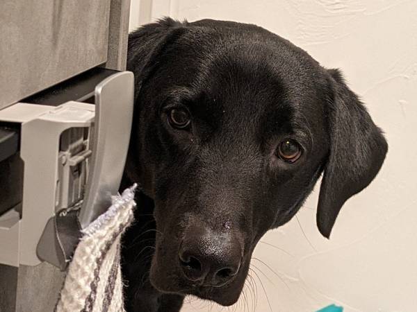 飼い主「キッチンへ入ってはダメ」　愛犬が取った行動に「葛藤を感じる」「お利口」