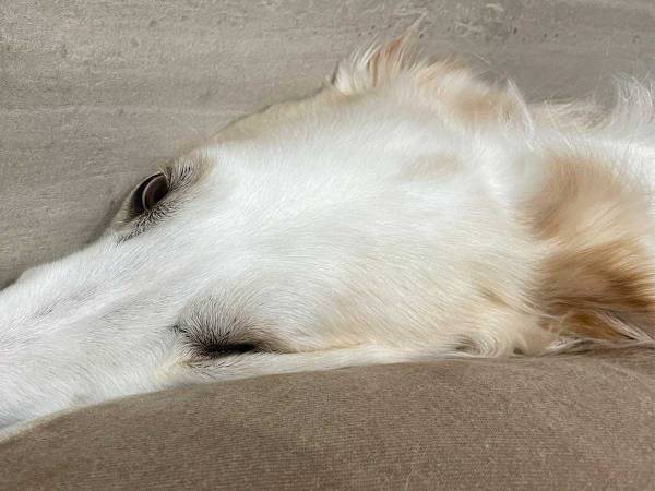 ボルゾイの姿に、飼い主が『爆笑』　２枚の写真に「吹き出した」